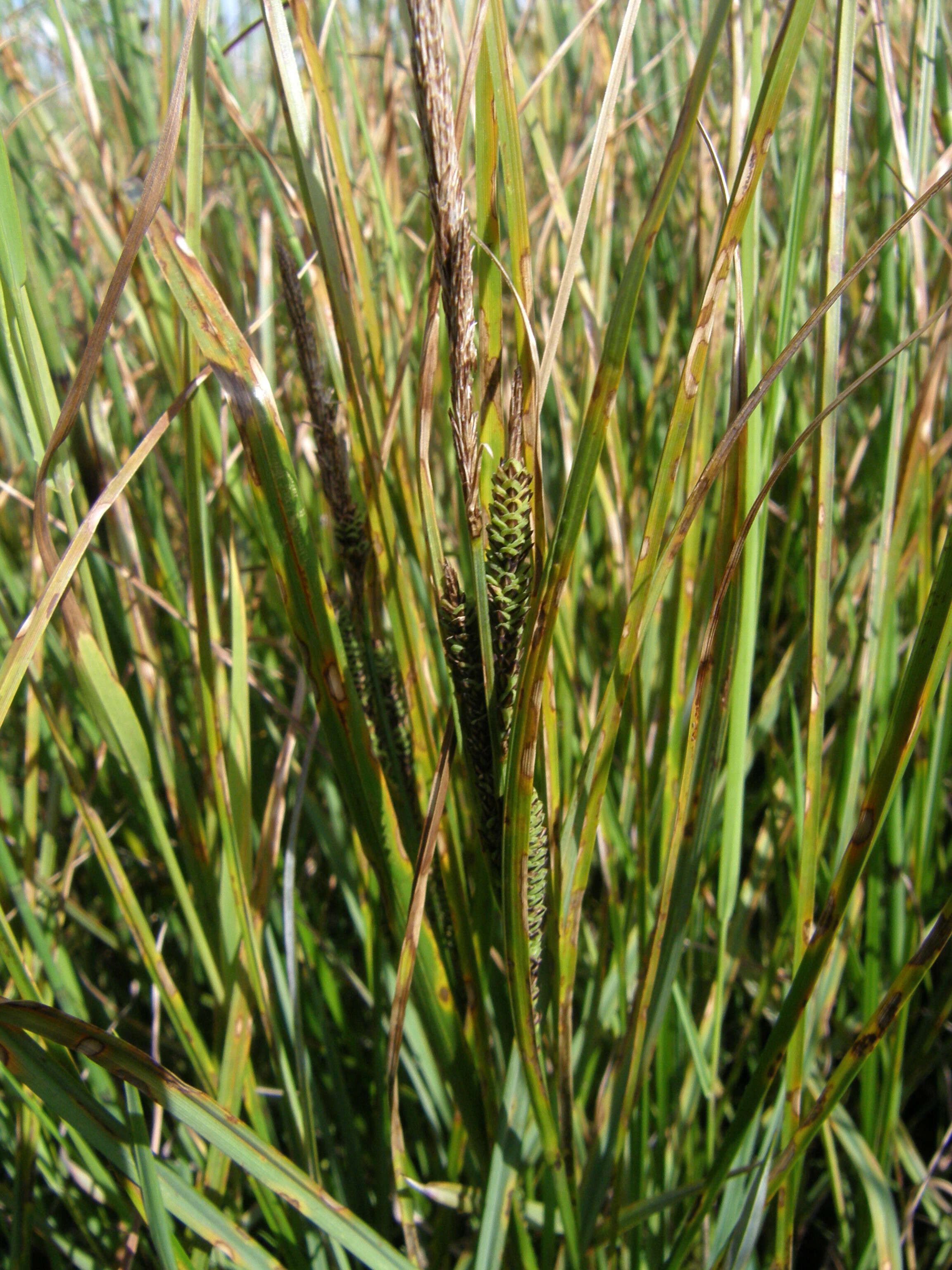 Image of Aquatic sedge