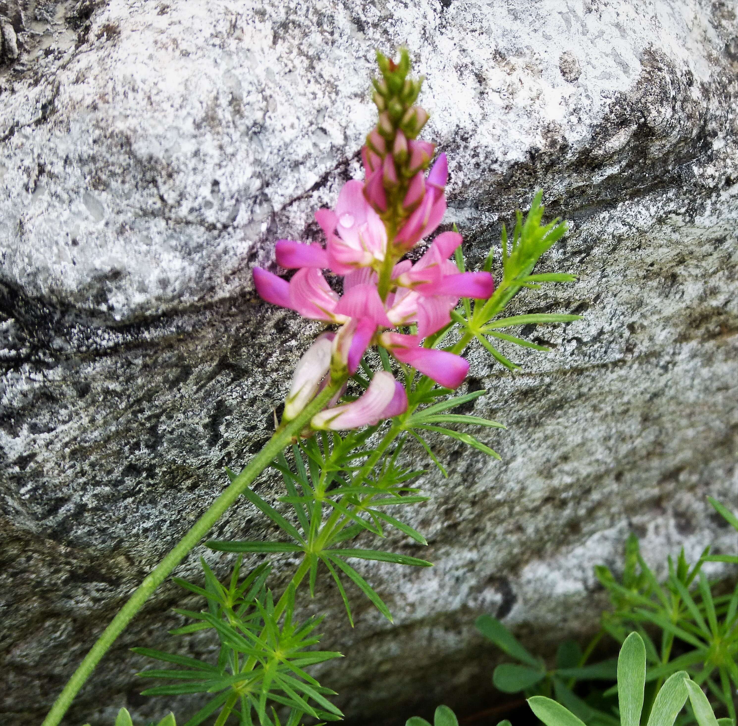 Plancia ëd Onobrychis montana DC.