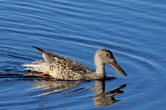 Image of Blue-winged teal