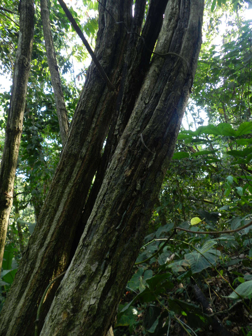 Image of Bignonia hyacinthina (Standl.) L. G. Lohmann