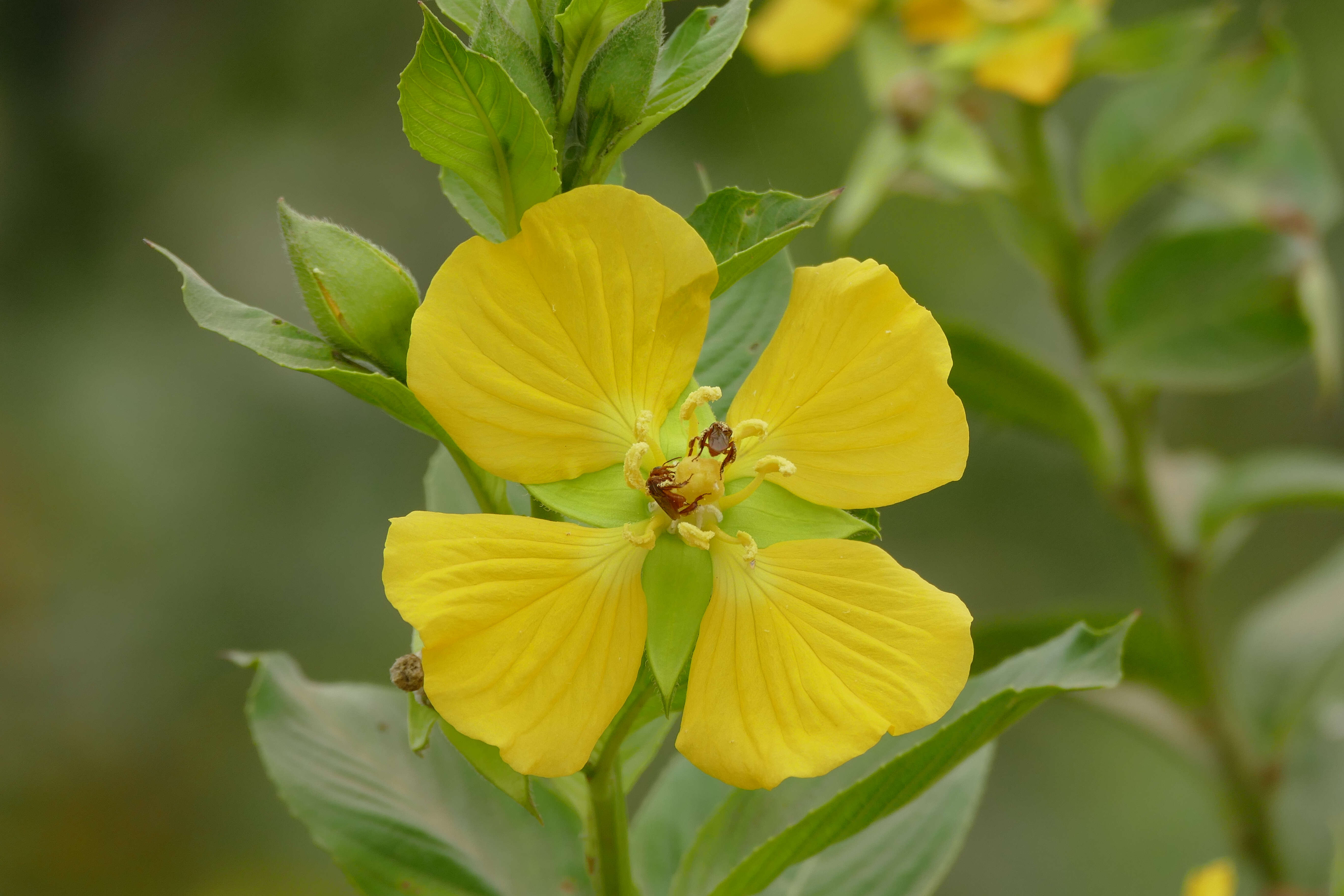 صورة Ludwigia bonariensis (Micheli) Hara