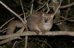 Image of Greater galago