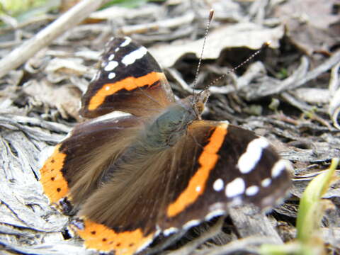 Image of Red Admiral