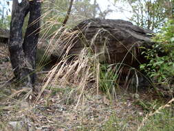 Image of Austrostipa pubescens (R. Br.) S. W. L. Jacobs & J. Everett