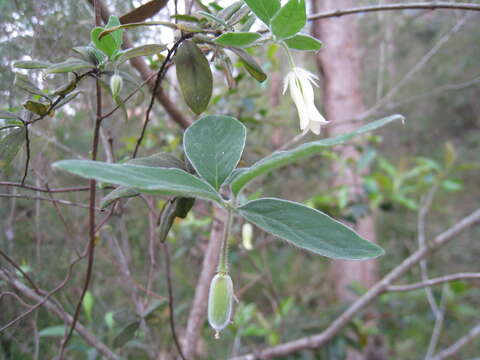 Image of Billardiera scandens Sm.