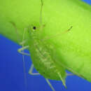 Macrosiphum (Macrosiphum) insularis (Pergande 1900)的圖片