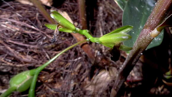 Image of Maranta subterranea J. M. A. Braga