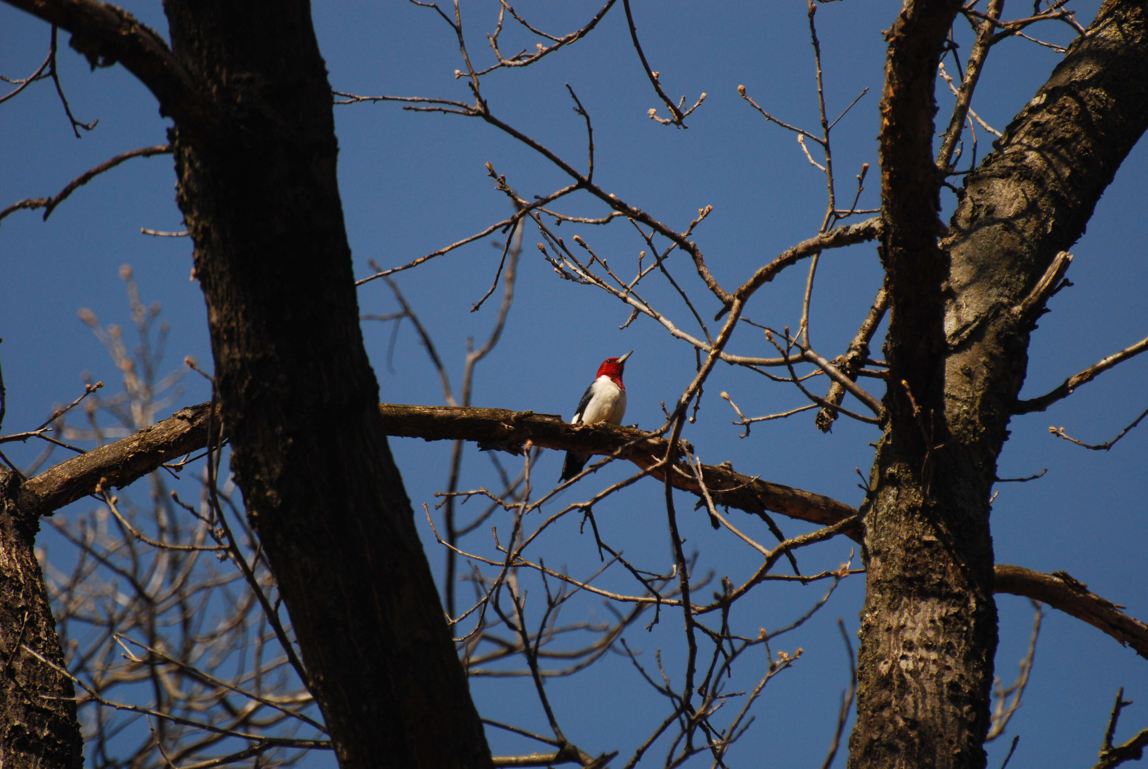 Image of Red-headed Woodpecker