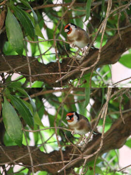 Image of Carduelis carduelis parva Tschusi 1901