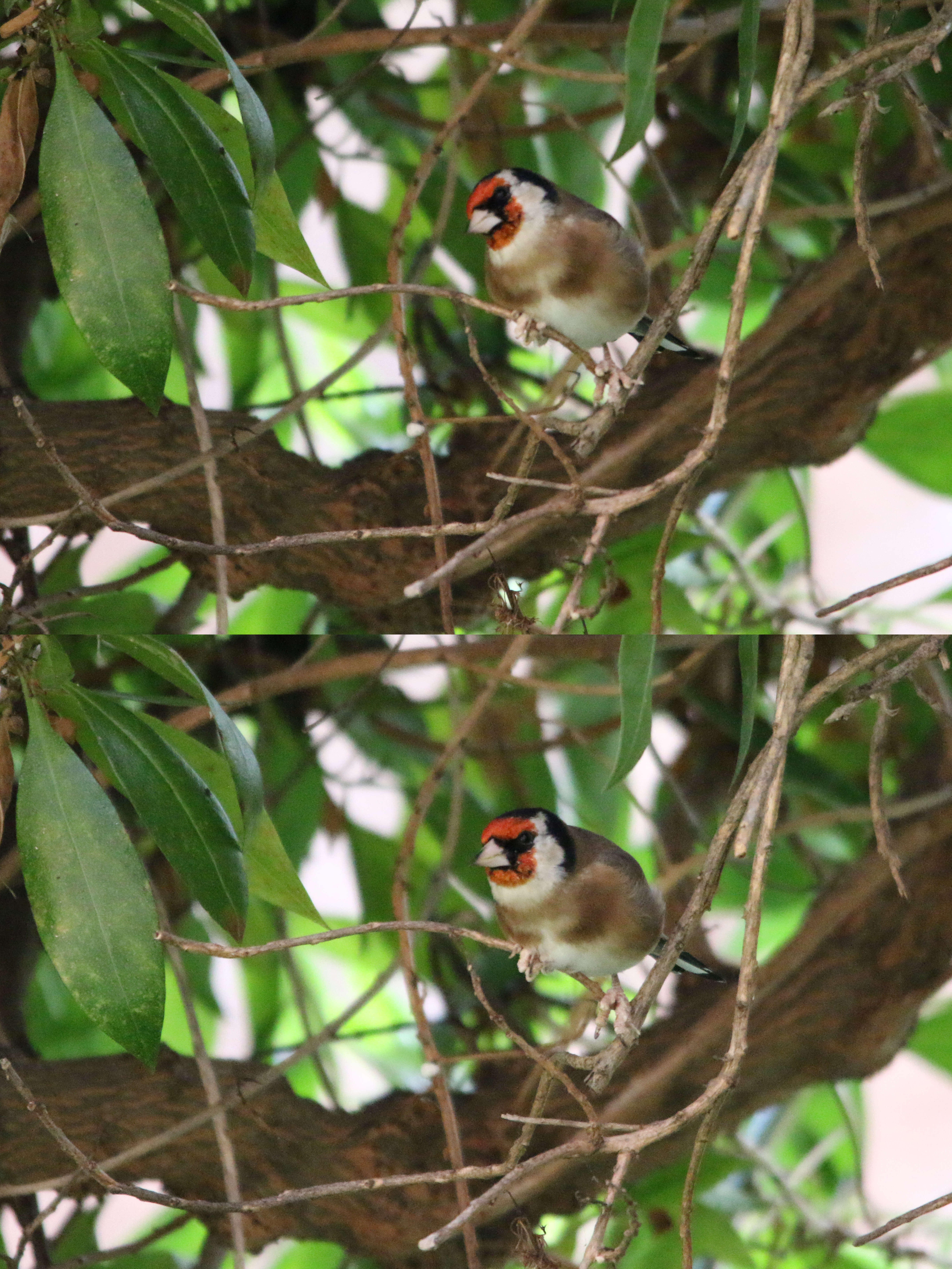 Carduelis carduelis parva Tschusi 1901的圖片