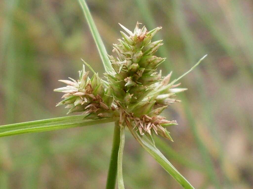 Слика од Cyperus aggregatus (Willd.) Endl.