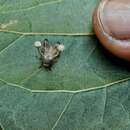 Image de Ophiocordyceps dipterigena (Berk. & Broome) G. H. Sung, J. M. Sung, Hywel-Jones & Spatafora 2007