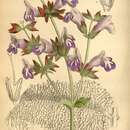 Image of Salvia brevilabra Franch.