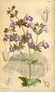 Image of Salvia brevilabra Franch.