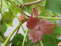 Image of treecotton