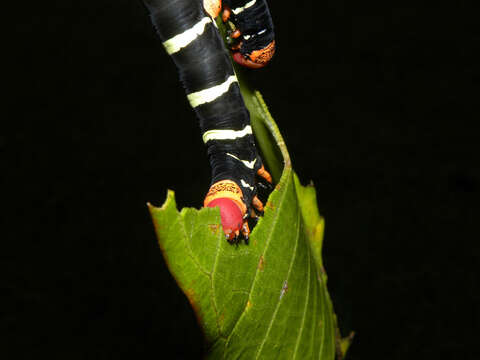 Image de Plumeria rubra L.