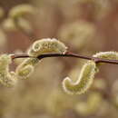 Image of rose-gold pussy willow
