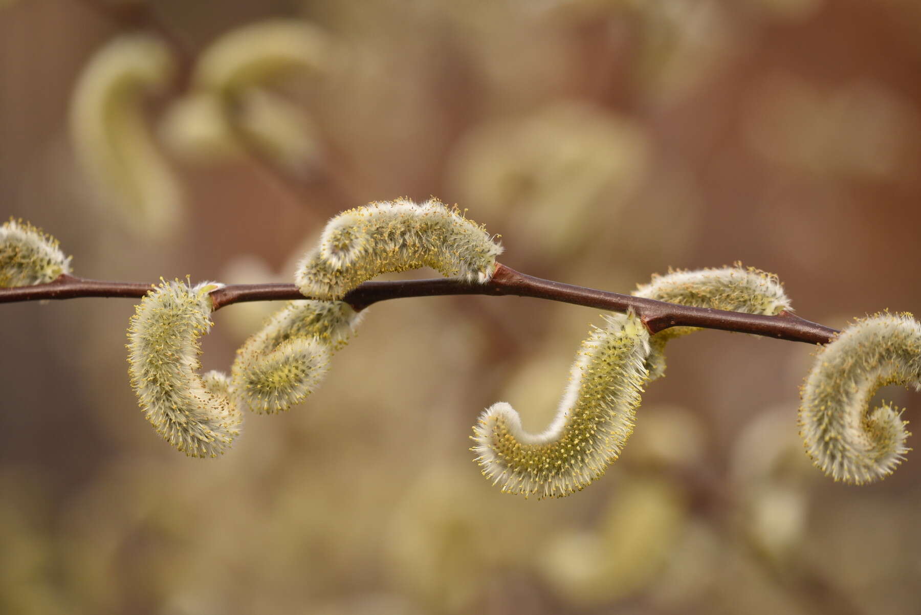 Image of rose-gold pussy willow