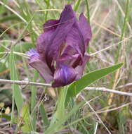 Image of stool iris