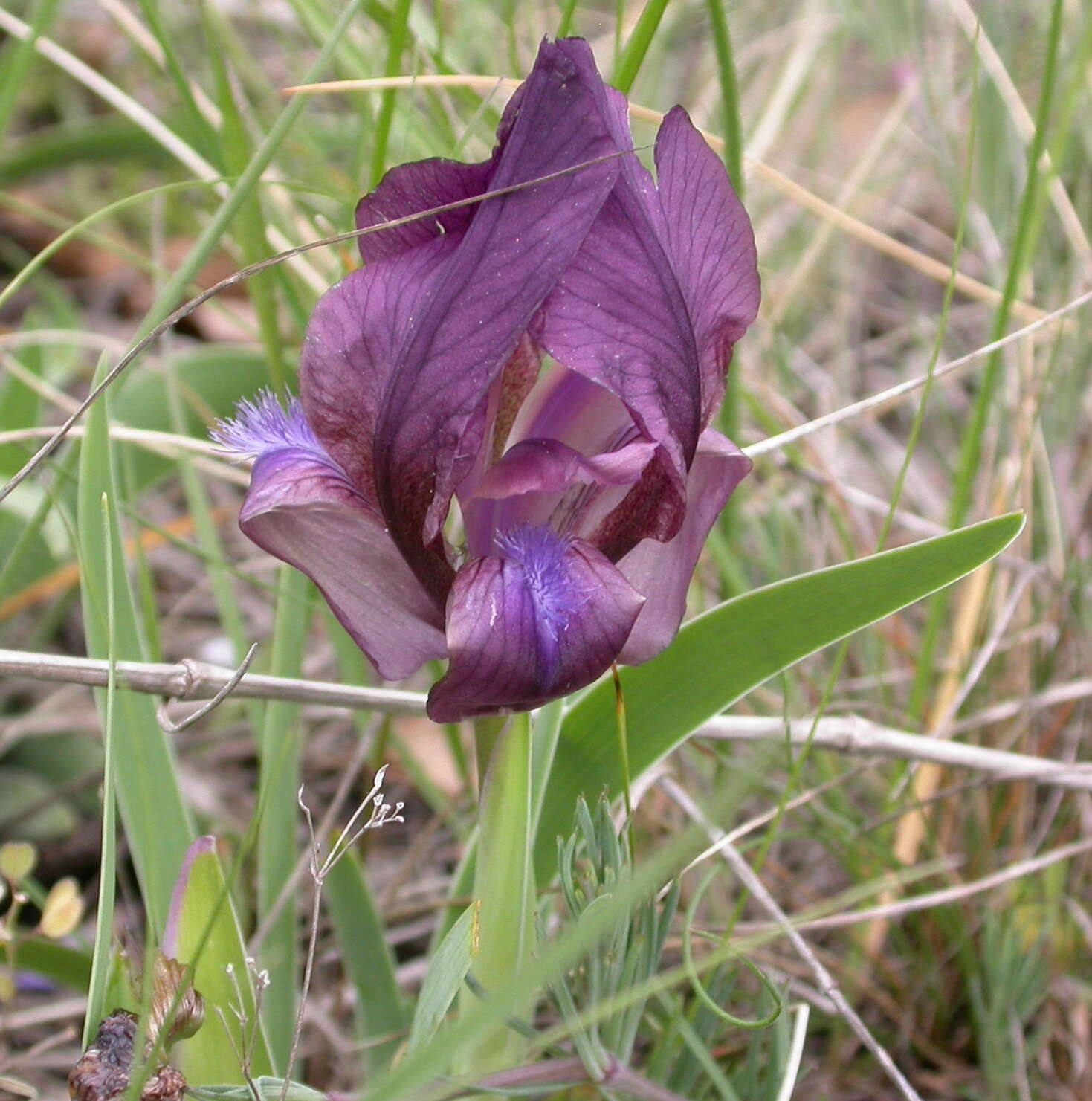 Image of stool iris