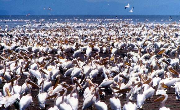 Image of Great White Pelican