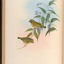 Image of Black-eared Shrike-Babbler