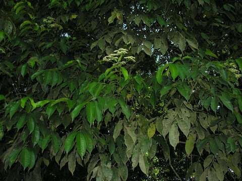 Image of Zanthoxylum acuminatum (Sw.) Sw.