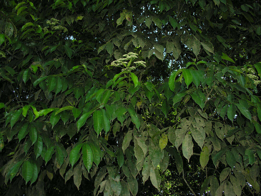 Image de Zanthoxylum acuminatum (Sw.) Sw.