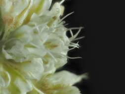 Imagem de Eriogonum nudum var. psychicola Reveal