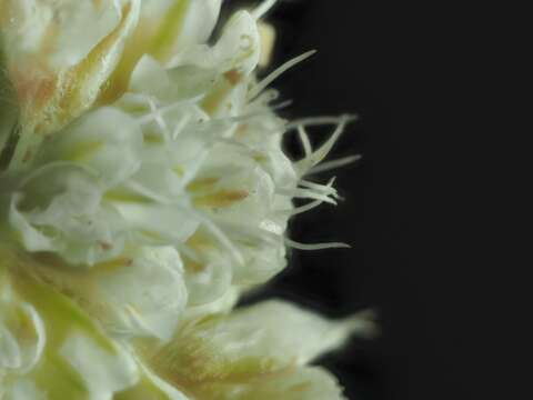 Imagem de Eriogonum nudum var. psychicola Reveal