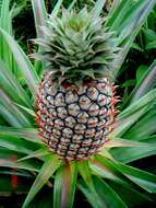 Image of Pineapples