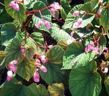 Image of hardy begonia