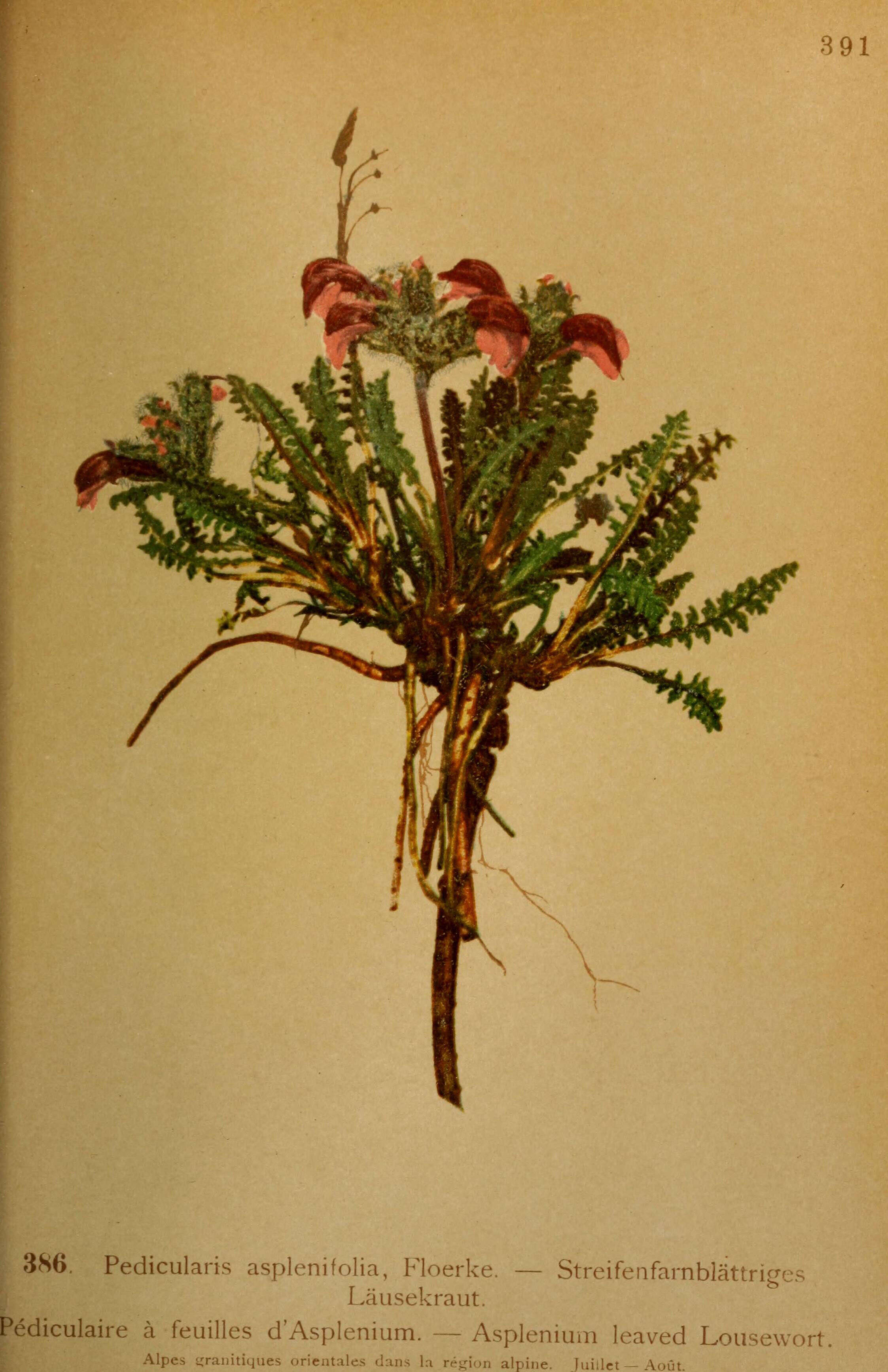 Image of fern-leaved lousewort