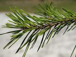 Image of Pine