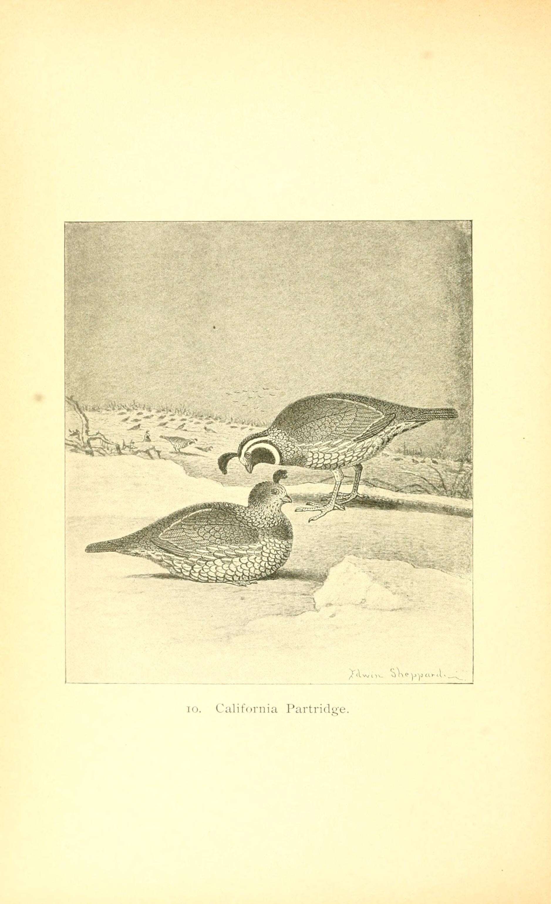 Image of Callipepla Wagler 1832