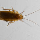 Image of Uhler's Wood Cockroach