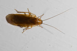 Image of Uhler's Wood Cockroach