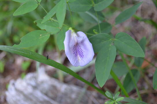 Clitoria resmi