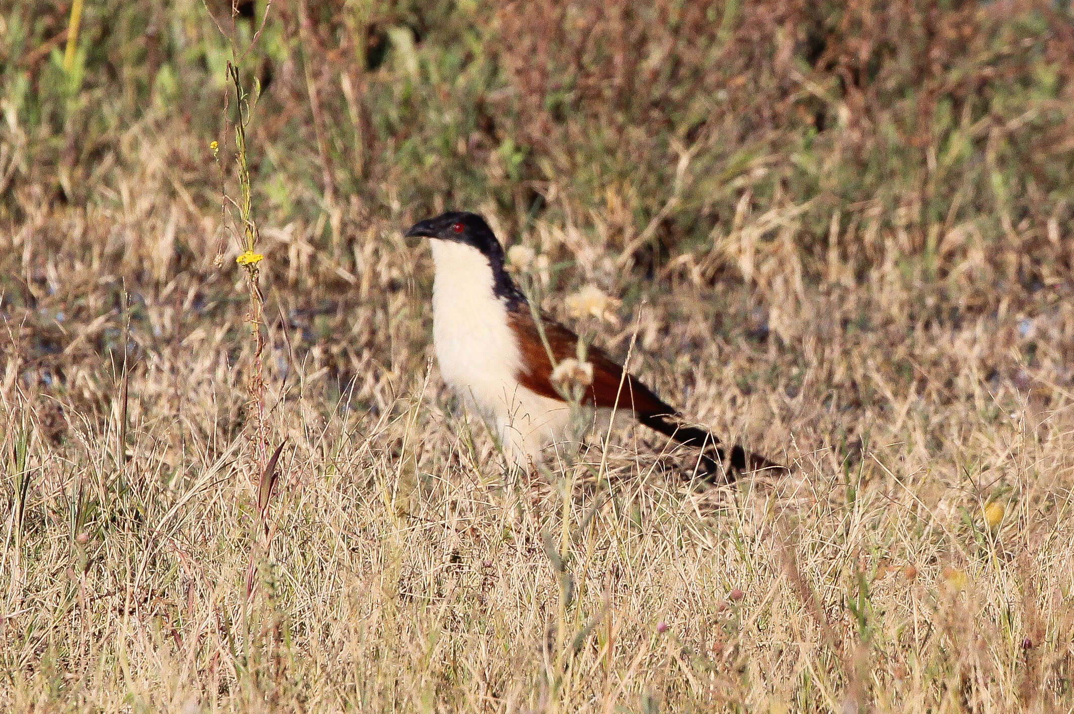 Image of Senegal Coucal