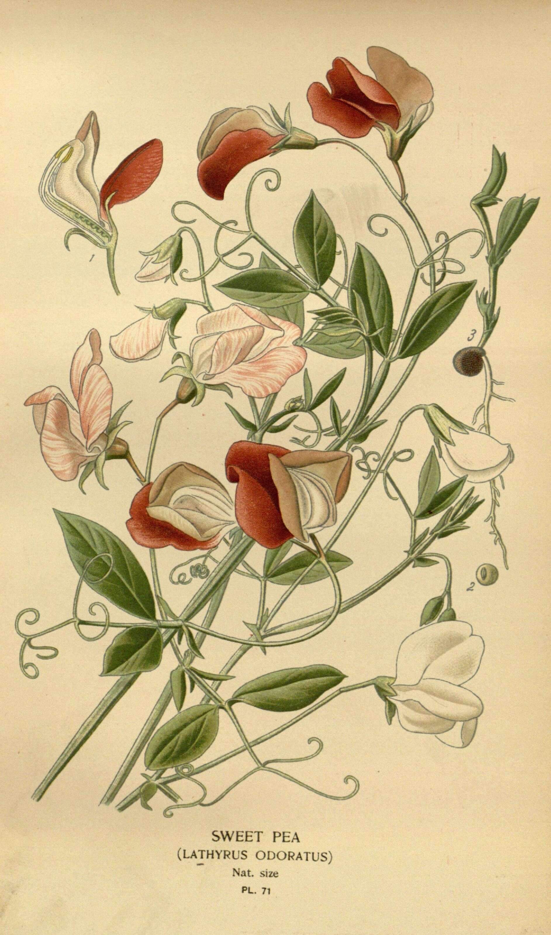 Lathyrus odoratus L. resmi