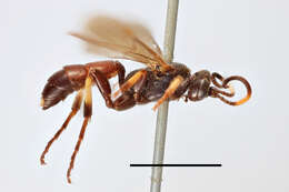 Image of Ichneumon