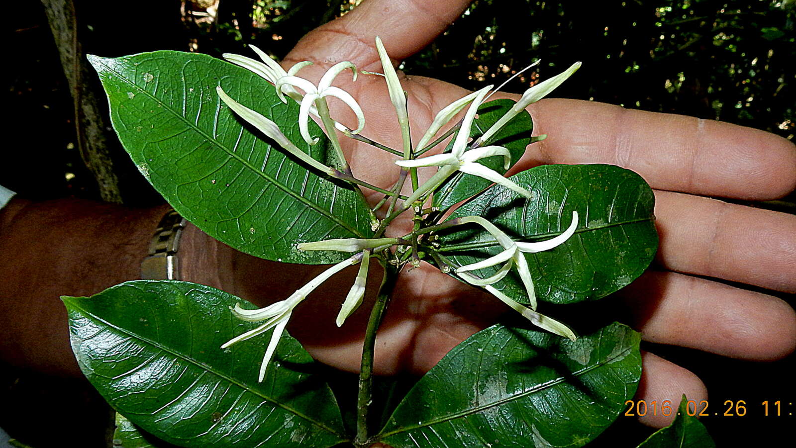 Image of false coffee