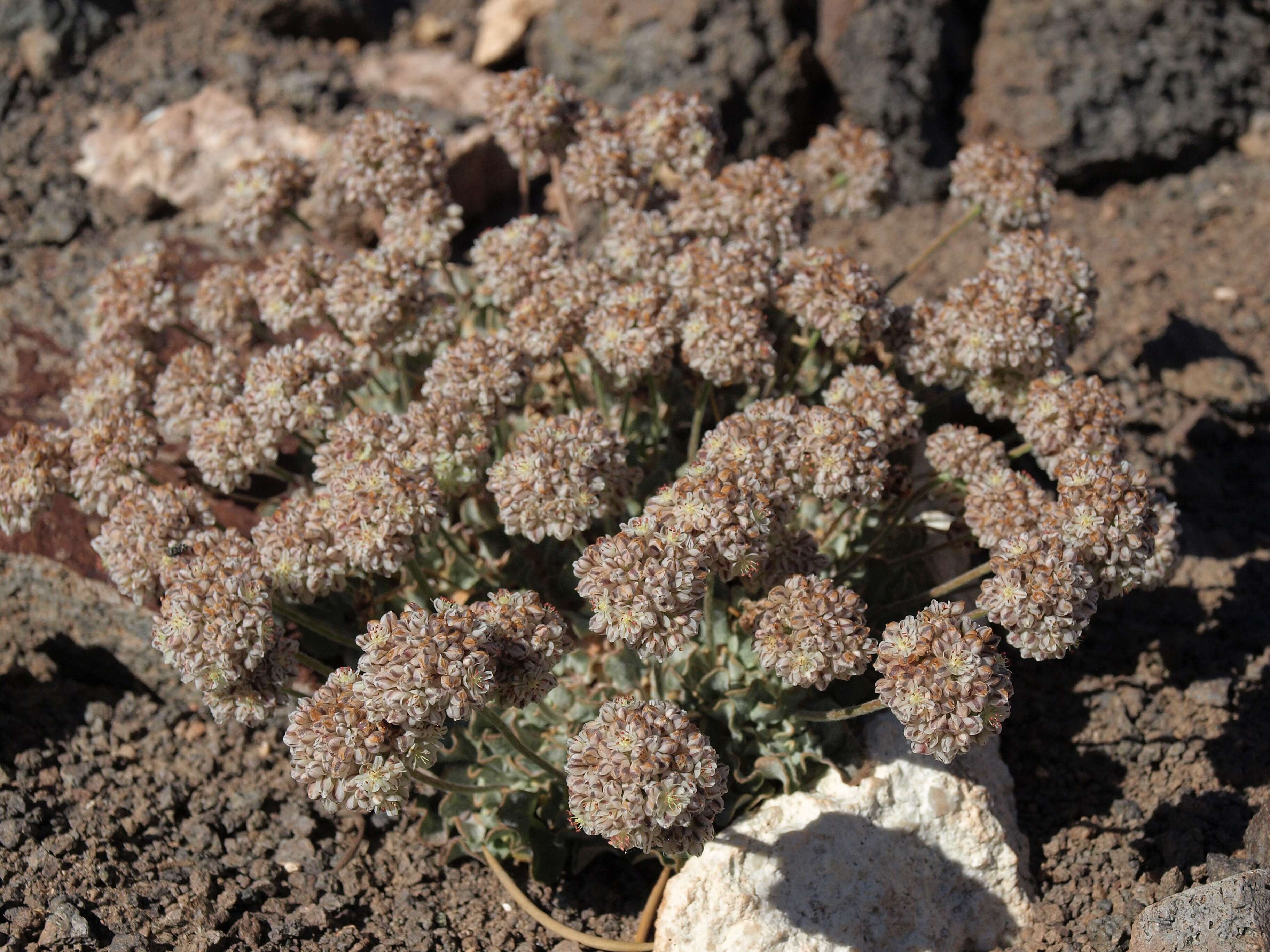 Imagem de Eriogonum ovalifolium Nutt.