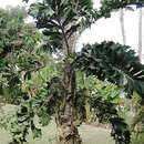 Image of coyure palm