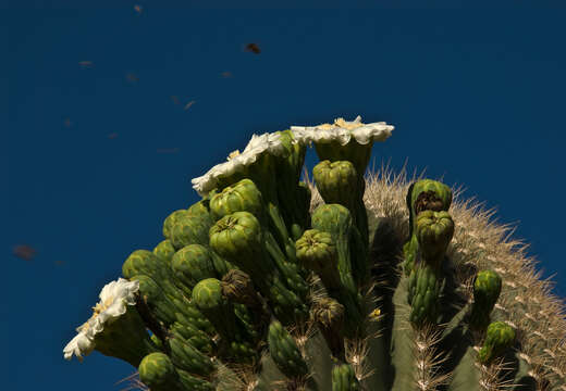 Image of saguaro