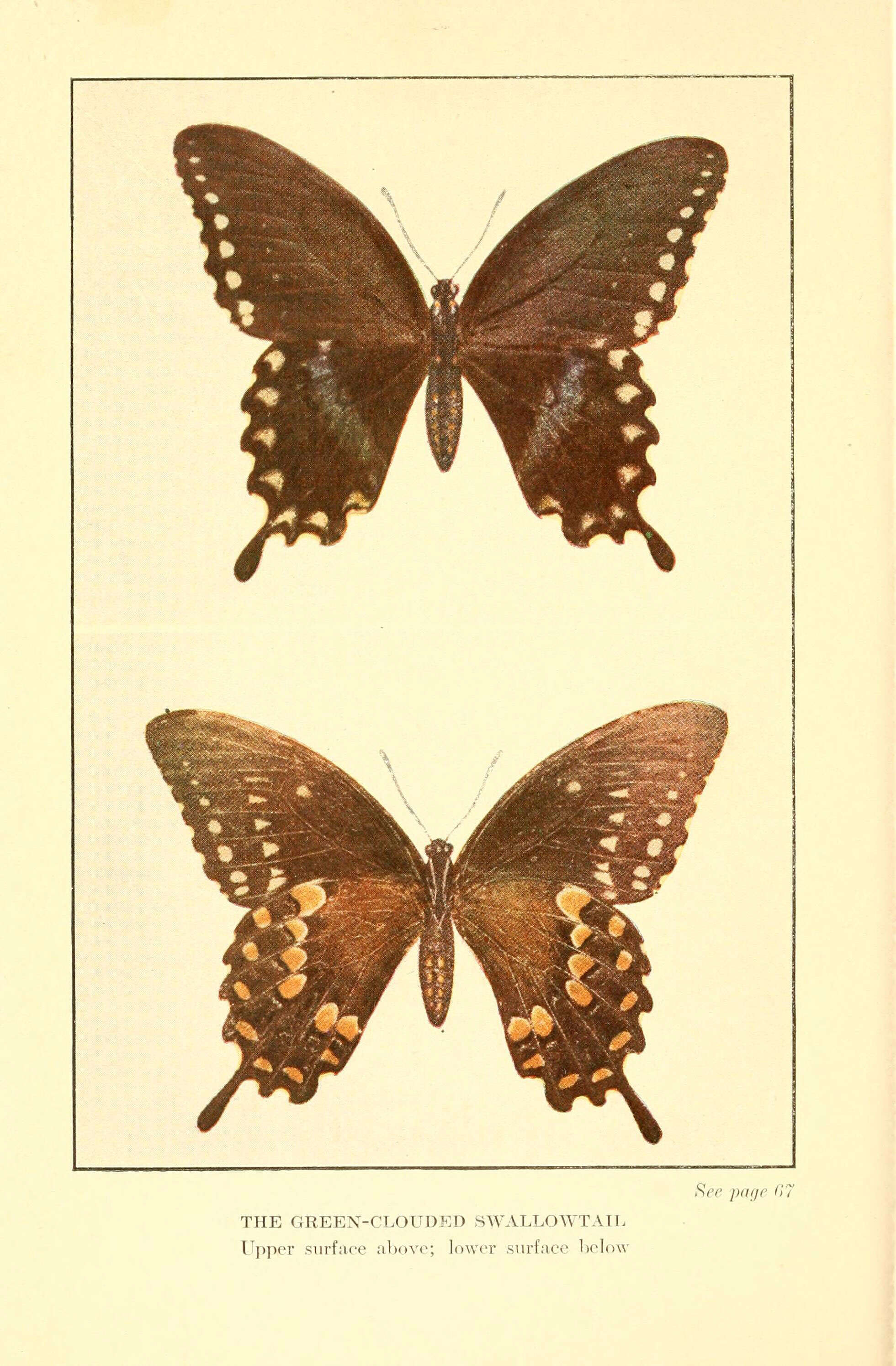 Image of Spicebush swallowtail