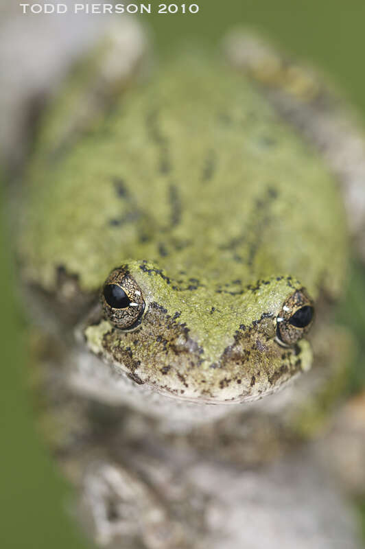 Image of Gray Treefrog