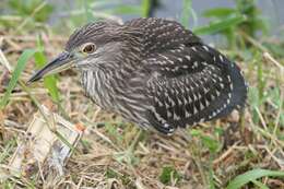 Image of Night Herons