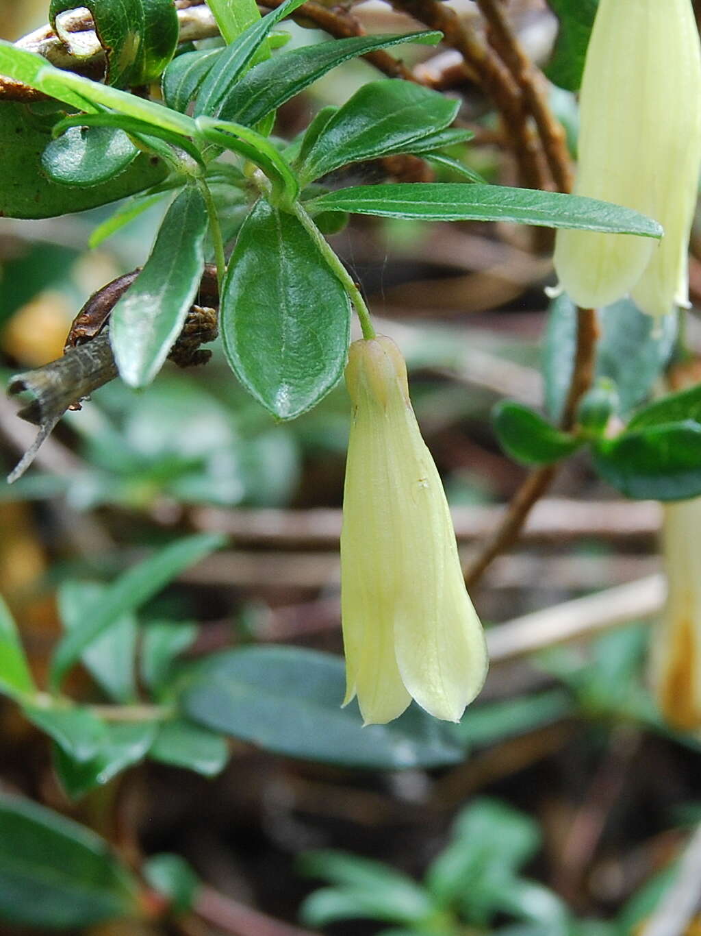 Imagem de Billardiera longiflora Labill.