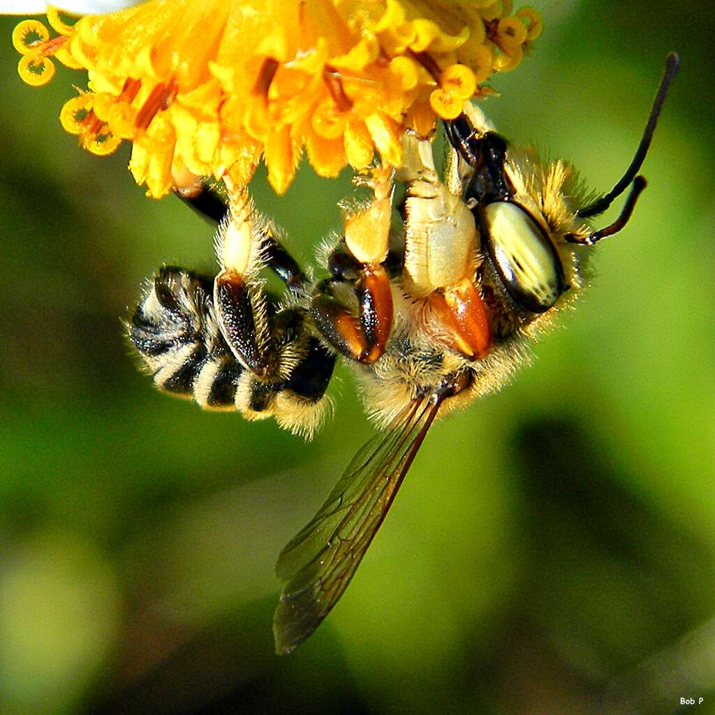 Imagem de Megachile albitarsis Cresson 1872